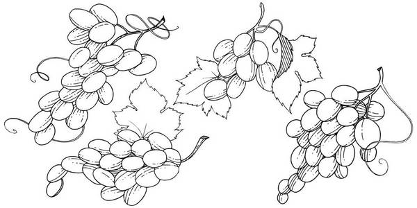 葡萄健康食品中的矢量风格隔离。水果的全名 葡萄。背景, 纹理, 包装图案或菜单的野生水果矢量