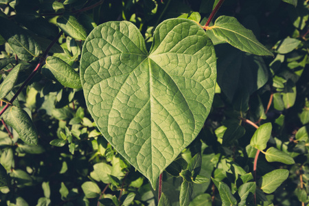 心形植物叶爱自然