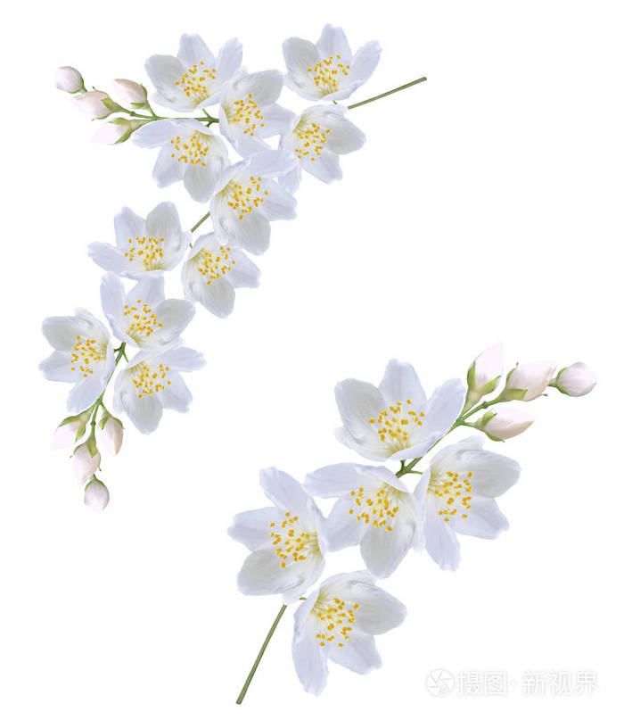 孤立的白色背景上的茉莉花的分支