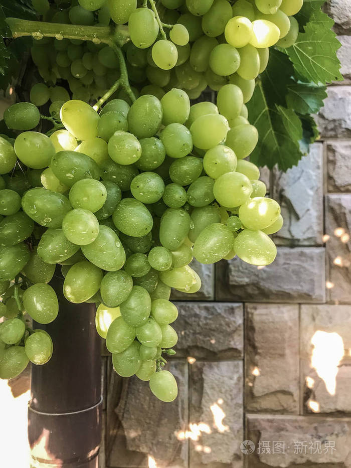 葡萄在夏季有机食品的树枝上成熟.样式顶部视图组对象