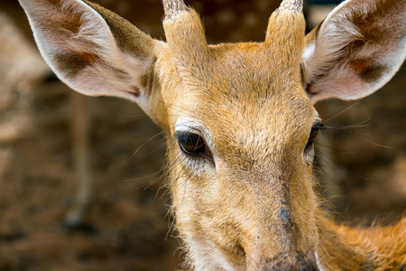 褐色鹿站立的眼睛寻找