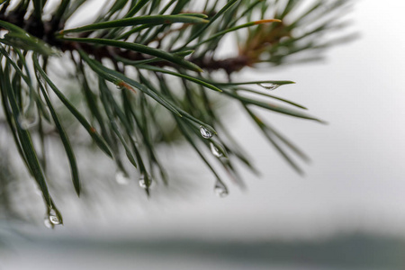 雨后湿松枝关闭