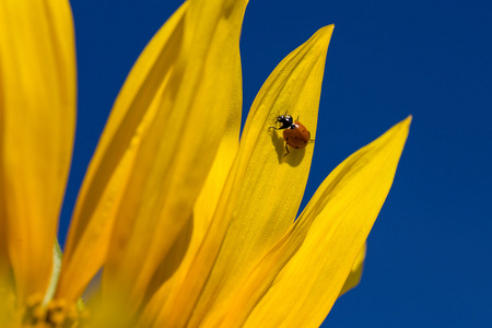 瓢虫和黄色向日葵蓝天的衬托。乌克兰