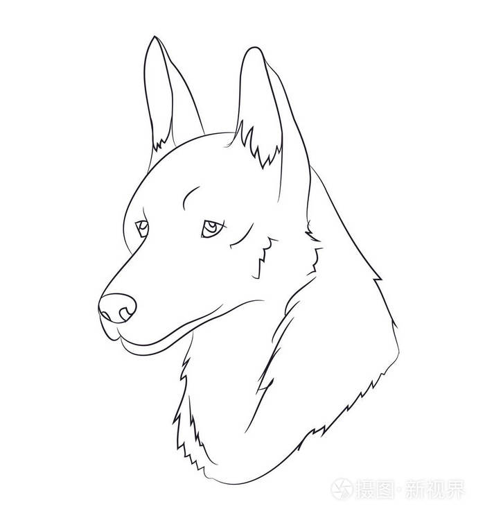 狼肖像线, 视觉, 媒介, 白色背景
