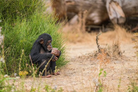 一个年轻的普通黑猩猩正在看一个冰淇淋, 他怎么能吃它