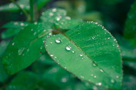 绿色的叶子上的雨滴