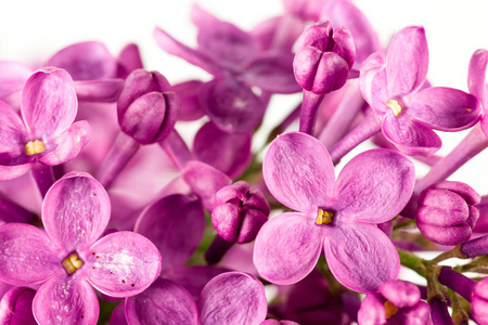 美丽的紫色丁香丁香花被隔离在白色背景上