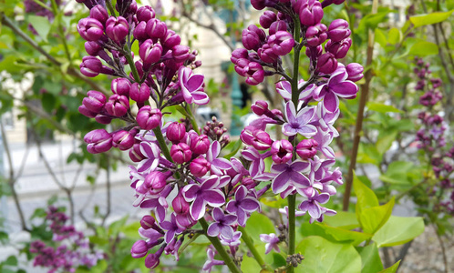 春枝与美丽丁香花盛开