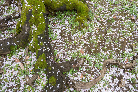 樱花樱花花瓣在地面上