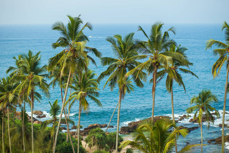 海洋背景下的棕榈树