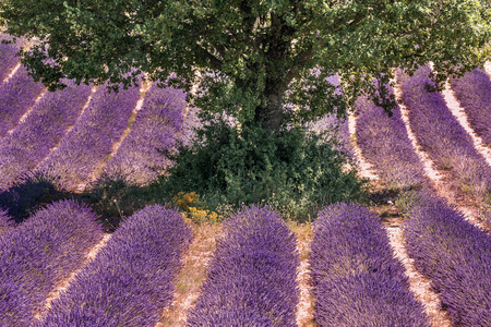 薰衣草花田。在普罗旺斯 Valensole 高原