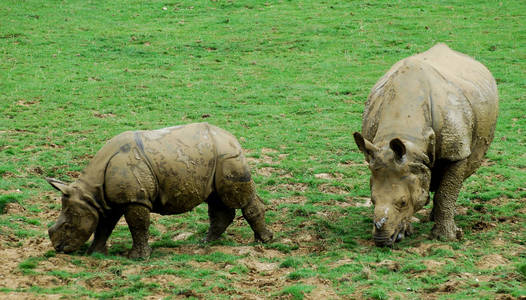 Rhinocerous 的小牛在草地上放牧