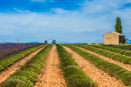 普罗旺斯，薰衣草花田在日落时，Valensole 高原