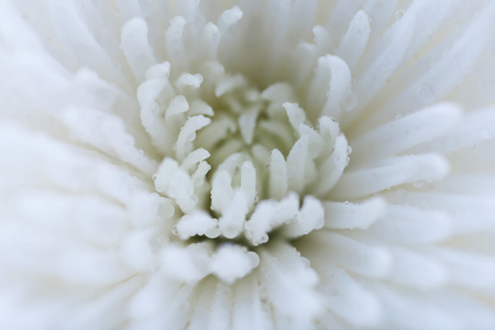 美丽的白菊花
