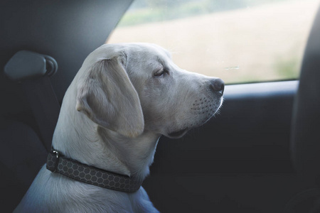 年轻可爱的白色拉布拉多猎犬犬狗与漂亮的脸户外