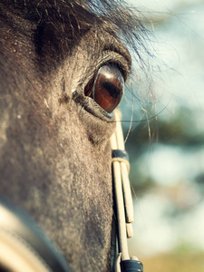 美丽的黑种马的眼睛。特写