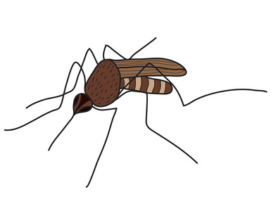 卡通颜色蚊子在白色背景上分离。矢量图