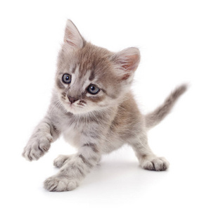 猫宝宝小灰小猫小灰小猫小灰小猫戏剧与孤立在白色的针织用纱小灰小猫