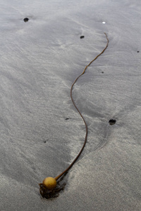 单海带灯泡坐在灰色湿沙滩海滩北加利福尼亚