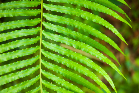 热带植物绿蕨图片
