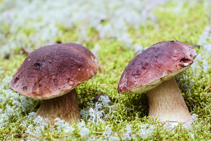 食用蘑菇生长在森林里