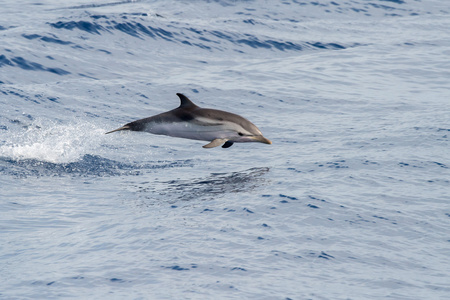 Dolphin medan hoppa i det djupa bl havet