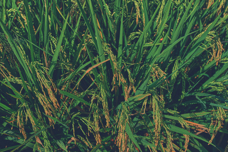 农业。收获时间。农场, 稻田。黄金农村地区的水稻穗状花序。成熟的作物。成熟的收获。成熟领域, 特写, 选择性聚焦。乡间郁郁葱葱的