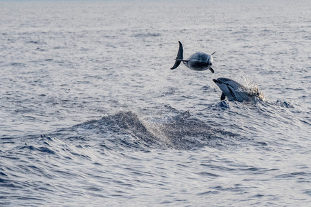 Dolphin medan hoppa i det djupa bl havet