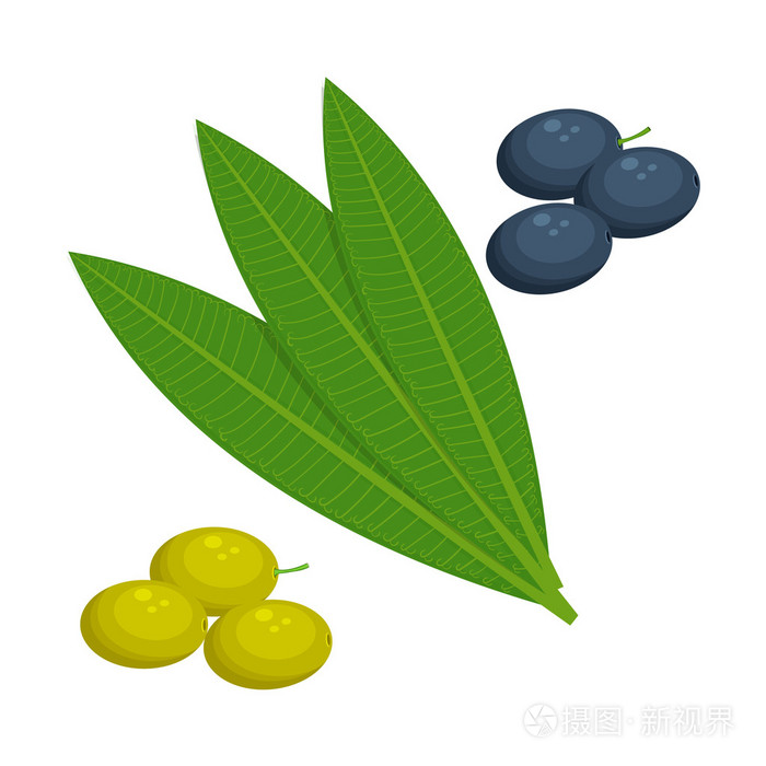 孤立在白色背景上的橄榄叶矢量图