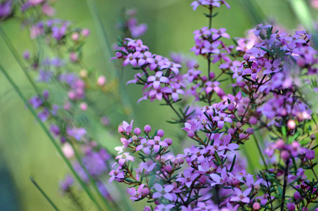 粉红色的花朵和芽的澳大利亚本土 Boronia ledifolia, 生长在荒地上的小马利火灾小径, 皇家国家公园, 悉尼, 澳