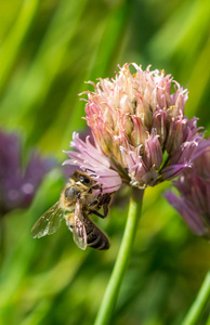 蜜蜂在花上。小的有用的昆虫是工作和制作蜂蜜。花上有翅膀的蜜蜂。草原乡村的春天