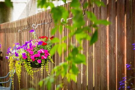 美丽忙美丽的牵牛花和繁忙的丽萃在挂篮上的围栏照片
