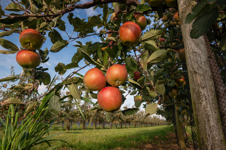 一束美味的成熟红苹果挂在苹果园树枝上准备收割