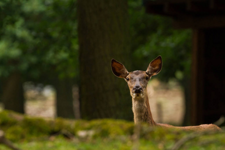 照片来自 Wildpark Betzenberg, 位于德国凯泽斯劳滕市附近