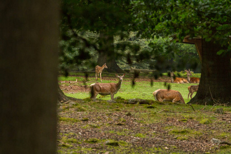 照片来自 Wildpark Betzenberg, 位于德国凯泽斯劳滕市附近