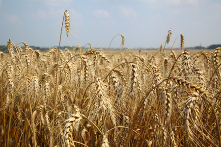 黑麦小穗。大麦的领域的耳朵。小穗的一片麦田里纹理农业股票照片