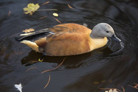 南部非洲shelduck cape shelduck棕色tadorna。