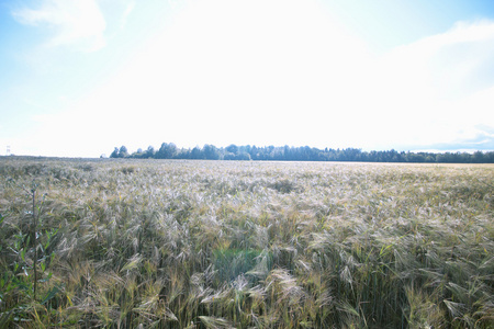 在夏天的大麦场
