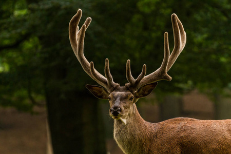 照片来自 Wildpark Betzenberg, 位于德国凯泽斯劳滕市附近