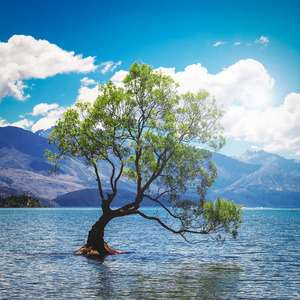 新西兰奥克兰湖中孤树的方形图象