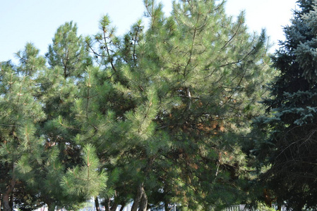 天鹅绒般的松树, 美丽的树在公园里