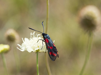 六点伯内特 Zygaena filipendulae 坐在盛开的花朵上