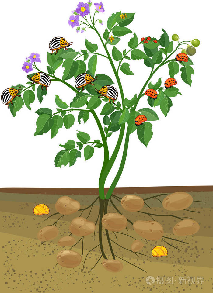 科罗拉多马铃薯甲虫或 leptinotarsa decemlineata 根系及不同发育