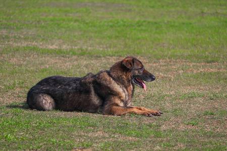 狗蹲在被训练的安全由战士在草摄影图