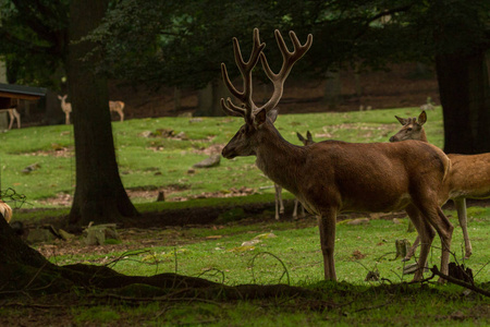 照片来自 Wildpark Betzenberg, 位于德国凯泽斯劳滕市附近