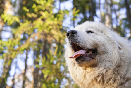 大白熊狗。大牛斯山犬