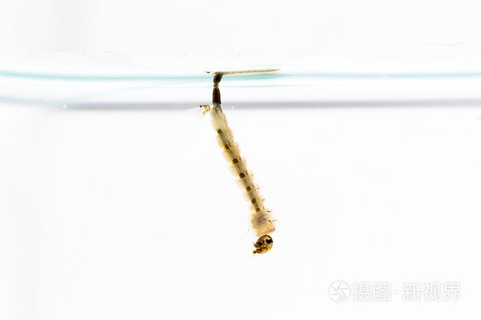 在水中的蚊子幼虫