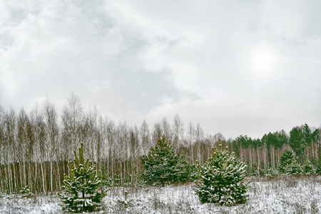 弗罗斯特的森林。冬季景观。冰雪覆盖的树木
