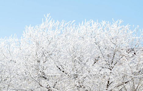 雪中的树木, 冬日的风景