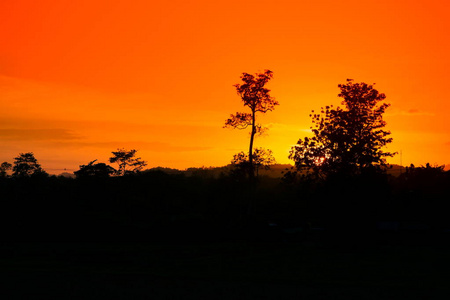 树和树枝剪影在日落黄色橙色在天空美丽的风景自然 与复制空间为添加文本